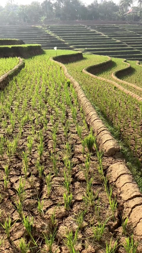 Vertical View Of Dry Cracked Soil In Terraced Rice Paddy Fields During Droug 스톡 동영상 346542790