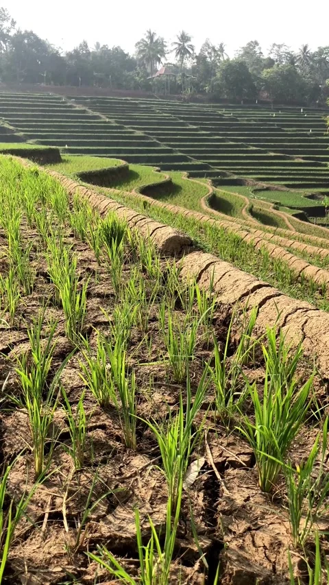 Vertical View Of Dry Cracked Soil In Terraced Rice Paddy Fields During Droug 库存影片 346543265