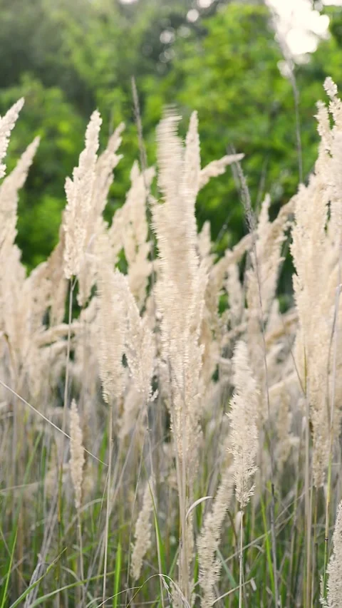 Vertical view of dry grass stalks swaying in wind against blurry background Stock Footage 344047198
