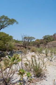 Vertical view of dry riverbed with trees in Spring Forest near Guadalajara Stock Photos