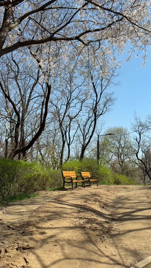 Vertical View of Empty Park Bench and Spring Cherry Blossoms Stockbeeldmateriaal 333958881
