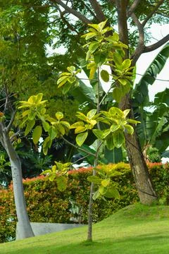 Vertical View Evergreen Spindle Or Euonymus Japonicus Plant In The Garden Stock Photos