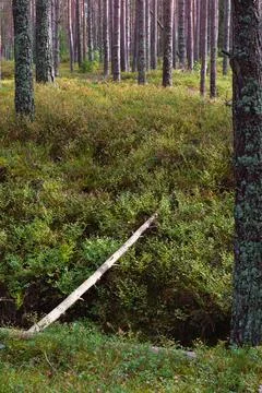 Vertical View of a Fallen Tree Log Among Dense Pine Forest Undergrowth Photos