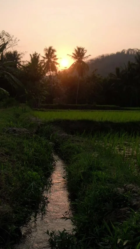 Vertical view of flowing irrigation channel in green rice fields during scen Stock Footage 347927732