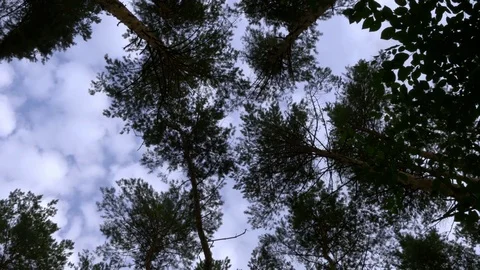 Vertical View Of Forest And Clouds In Wind. Time Lapse. Stock Footage