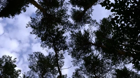 Vertical View Of Forest And Clouds In Wind Stock Footage 79511562