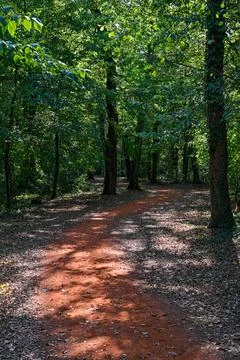 Vertical view of forest dirt path with trees Stock Photos