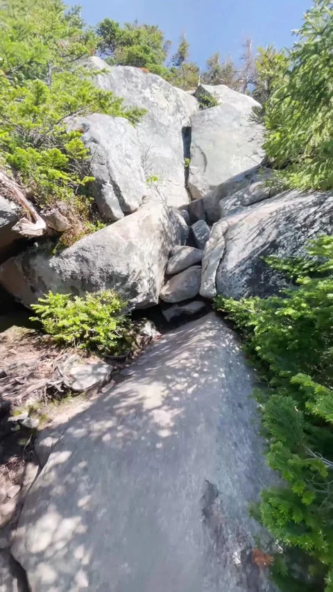 Vertical View of Forest Stock Footage 251040644