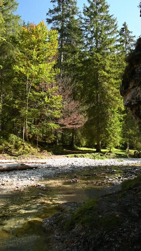 Vertical view of a forest with a mountain stream in autumn Stock-Footage 260928453