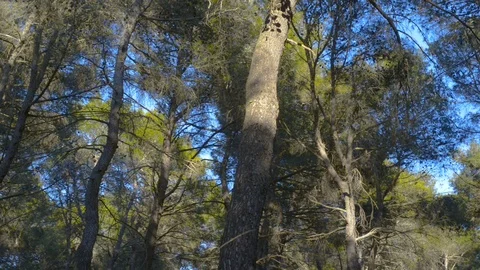 Vertical view of forest pine trees dancing in wind Vídeo Stock 125949836