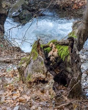 Vertical View of Forest Stream in Buca Kaynaklar Izmir Stock Photos