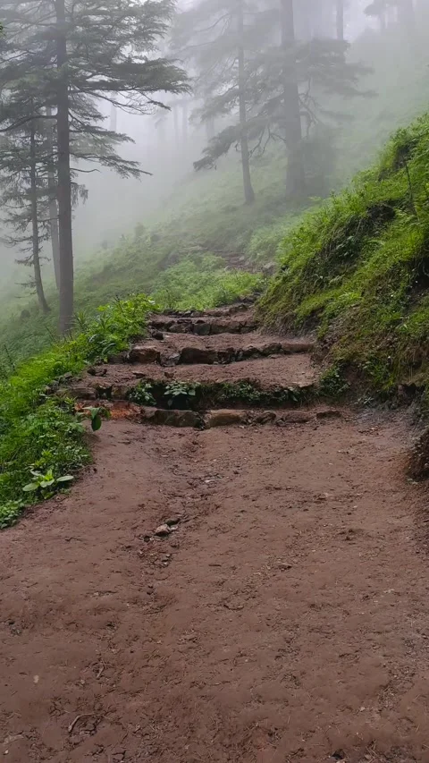 Vertical View of Forest Trekking Trail to Moila Top Chakrata Uttarakhand India 库存影片 333607433