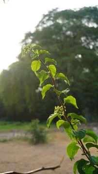 Vertical View of a Fresh Green Tree Branch Extending Towards Sunlight 스톡 사진