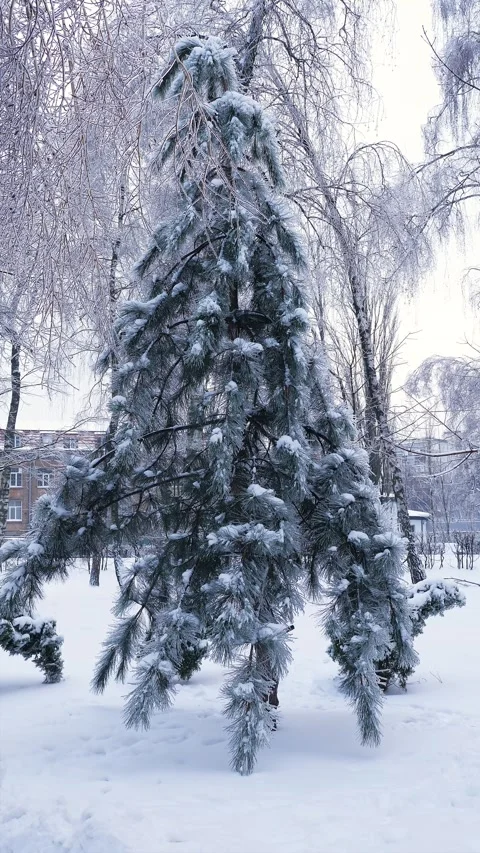 Vertical view of a frozen pine tree covered in frost and ice in a winter Stock Footage 327533736