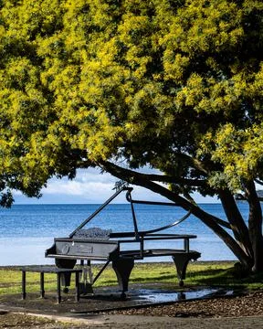 Vertical view of frutillar's representative piano with yellow flowering tree Stock Photos