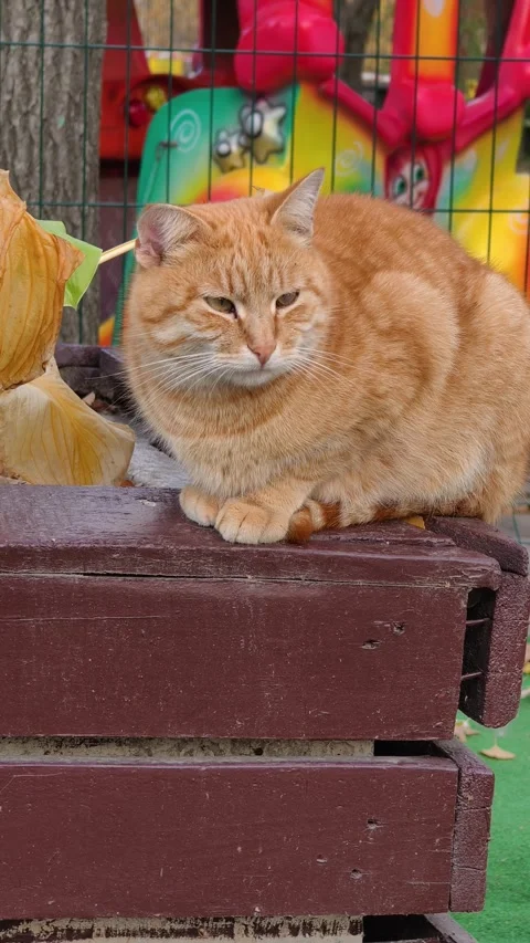 Vertical View Of Ginger Cat Resting On Wooden Park Bench Stock Footage 325338821