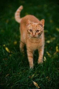Vertical view of a ginger cat walking on green lawn Stock Photos