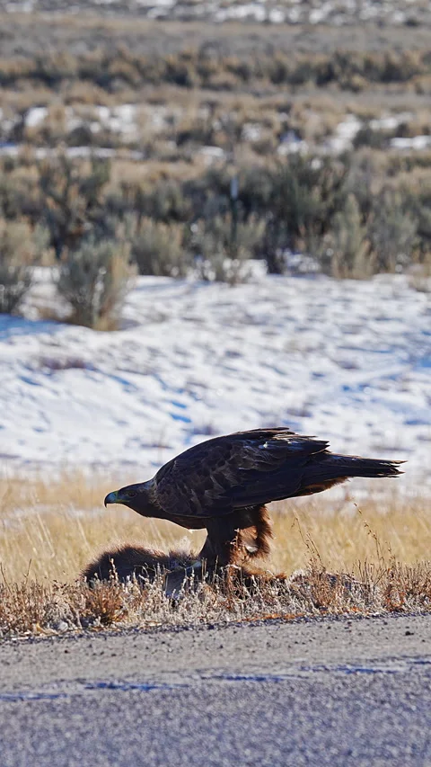 Vertical view of a Golden Eagle as it eats a roadkill carcass Stock Footage 270200358