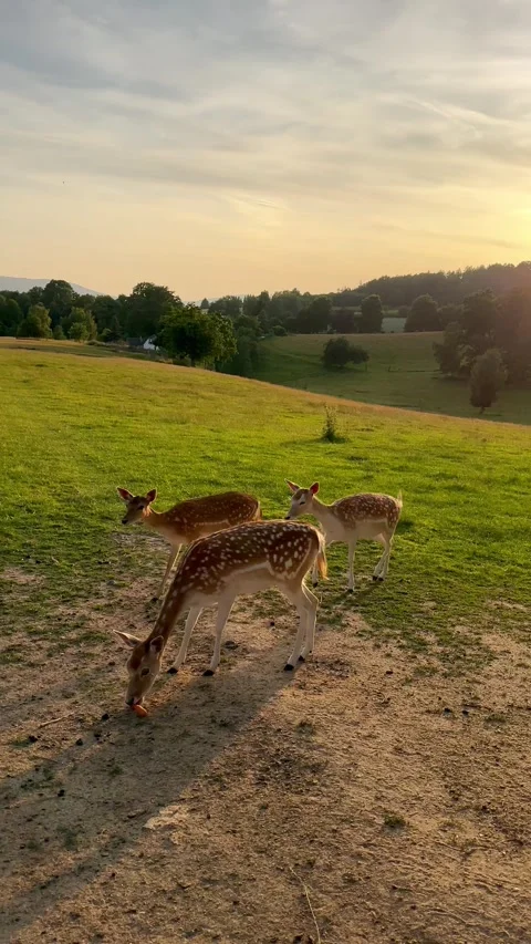 Vertical view of  graceful roe deer standing on meadow during golden sunset. Stock Footage 343889399