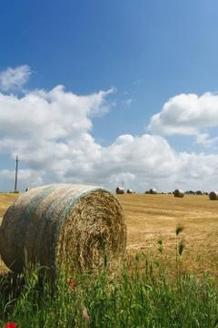 Vertical View of a Grain Field with some Bales of Hay on Partially Cloudy Blu 库存照片