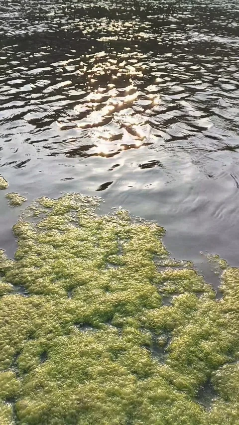 Vertical view of green algae floating on rippling water under bright sunligh Stock Footage 346765857