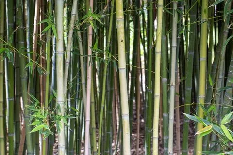Vertical View of Green Bamboo Stems (Bambusoideae) in a Dense Grove Stock Photos
