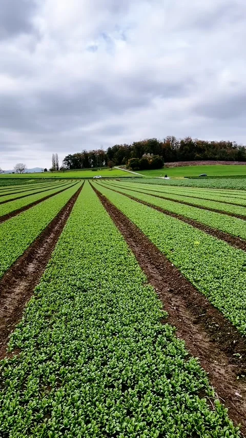 Vertical View of Green Crops Growing in Neat Rows on a Farm Field Stock Footage 289068986
