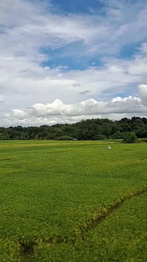 Vertical View of Green Paddy Field and Blue Sky Stock Footage 331415875
