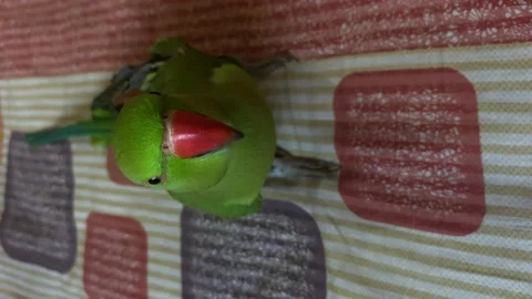 Vertical view of a green parrot looks inquisitively at the camera trying Vídeo Stock 166306200