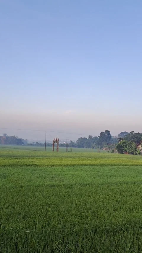 Vertical View of Green Rice Field at Sunrise Stock Footage 331416332