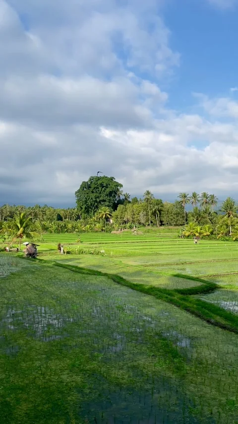 Vertical view of green rice field with farmer activity and big tree in Bali Stock Footage 337718879