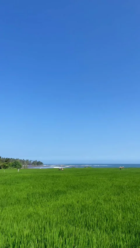 Vertical View Of Green Rice Field Near Ocean Beach In Bali 動画素材 342194821