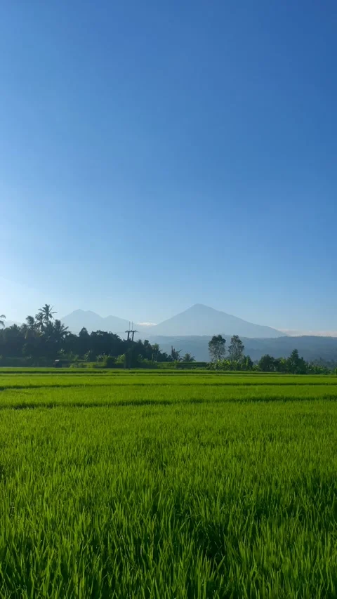 Vertical View of Green Rice Fields and Mountains in Bali Video stock 343201701