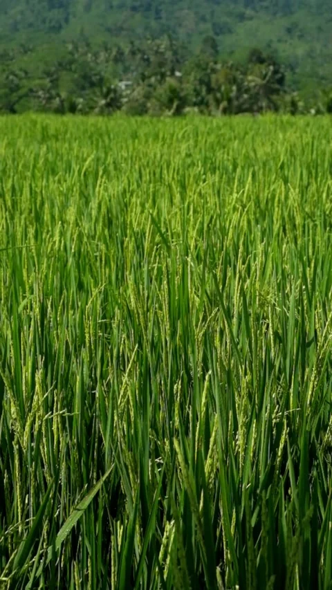 Vertical view of green rice plants swaying gently in the wind Stock Footage 319921425
