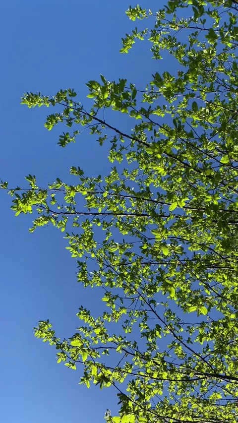 Vertical view of green springtime tree against clear blue sky Video stock 238511191