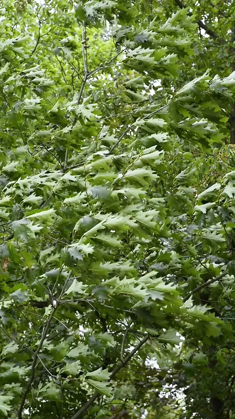 Vertical view of green tree branches bending heavily under strong storm wind Stock Footage 344047486
