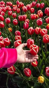 Vertical View of Hand Gently Holding a Spring Tulip in Trevelin Stock Photos