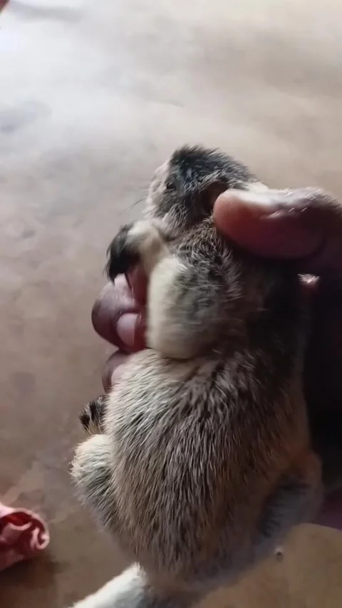 Vertical View Hand Gently Picking Up Baby Grizzled Giant Squirrel Video stock 333961475