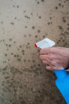 Vertical View of Hand Spraying Mold on Wall Foto stock