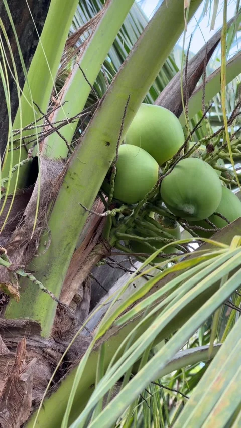 Vertical view of a hanging cluster of green coconuts attached below long leaves Stock Footage 332300834