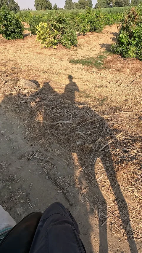Vertical view of horseback riding shadow on rural field Stock Footage 332074204