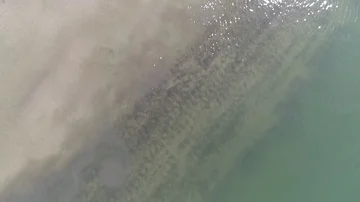 Vertical view of horses walking in shallow water Video stock 85943383