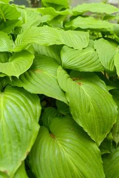 Vertical view of Hosta leaves with detailed texture and vibrant green color. 库存照片