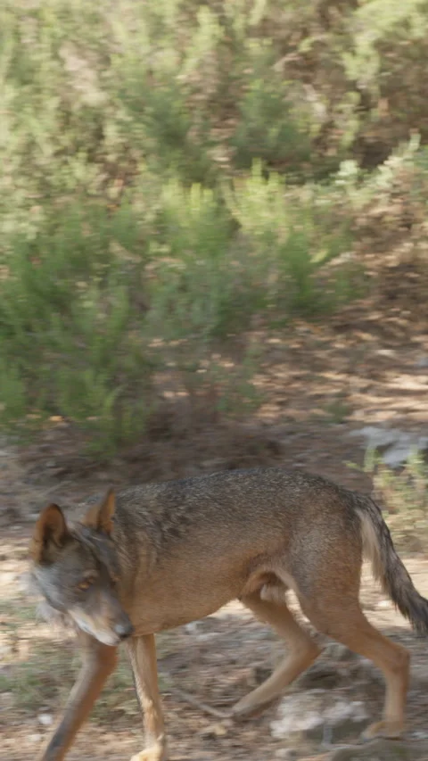 Vertical view of Iberian wolf pack walking on rocks in captive environment Stock Footage 342805078