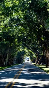 Vertical View: The Iconic Banyan Tree Tunnel on Bridge Road, Hobe Sound, Florida Stockfoto's