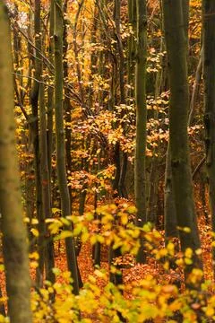 Vertical View from Inside Autumn Deciduous Forest with Colorful Branches Stock Photos