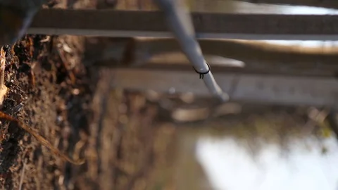 Vertical view of irrigation system in an industrial apple orchard. A drop of Stockbeeldmateriaal 128300267