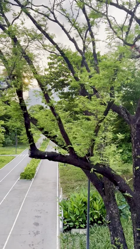 Vertical View of Jogging Track in Urban City Park Stock Footage 338428870