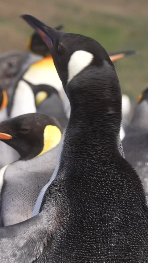 Vertical View, King Penguin Shaking Head and Neck, Close Up Stock Footage 280751631