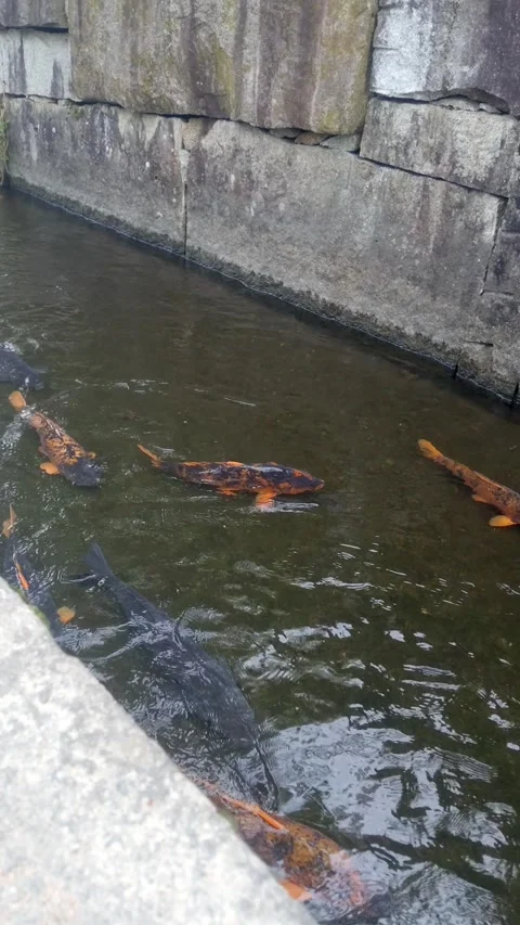 Vertical View of Koi Fish in Seto River, Hida Stock Footage 346649449